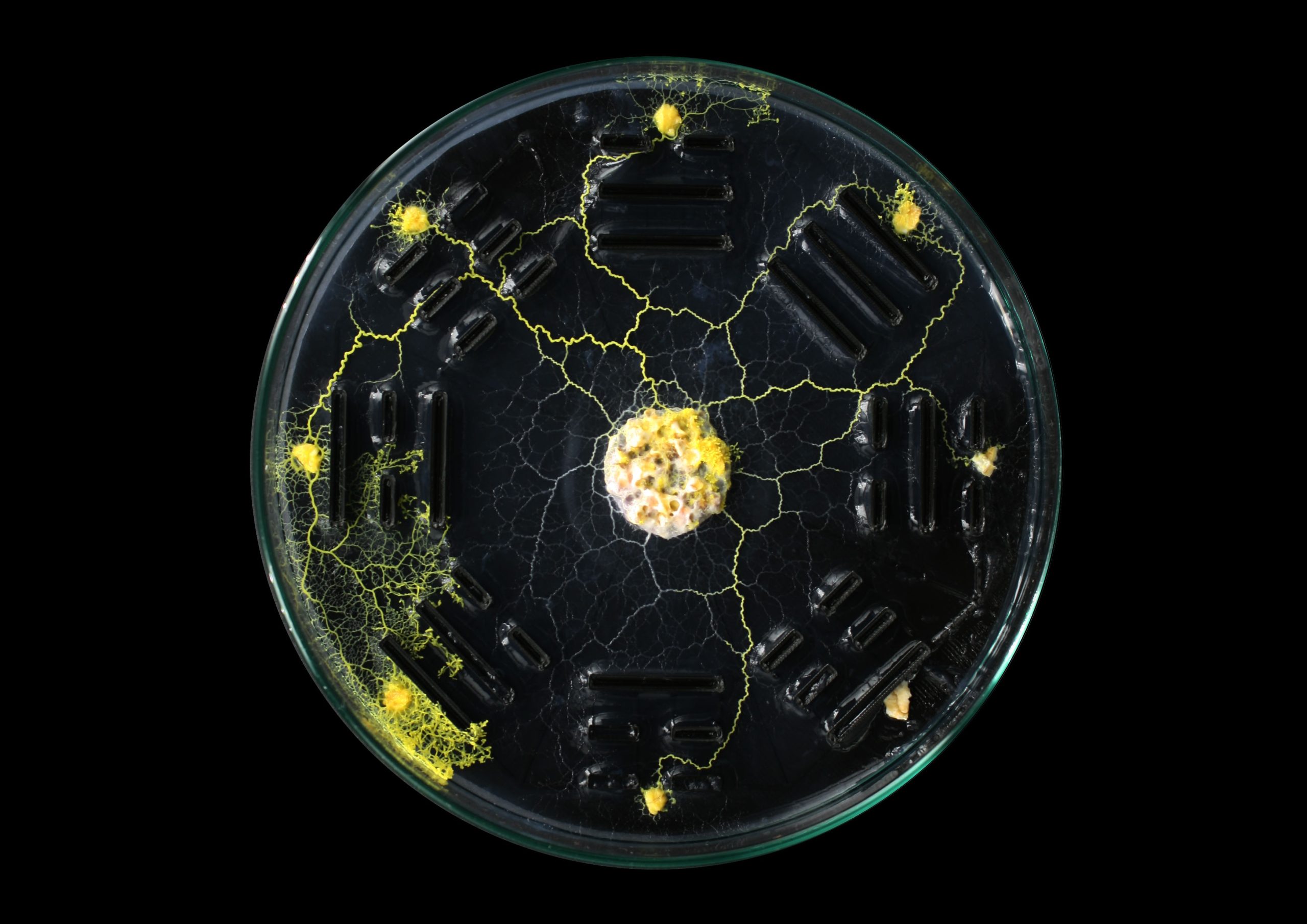 Interspecies Incubation I